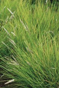 Sesleria autumnalis - Efterårsblåaks