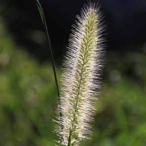 Pennisetum alop. Little Bunny - Lampepudsergræs