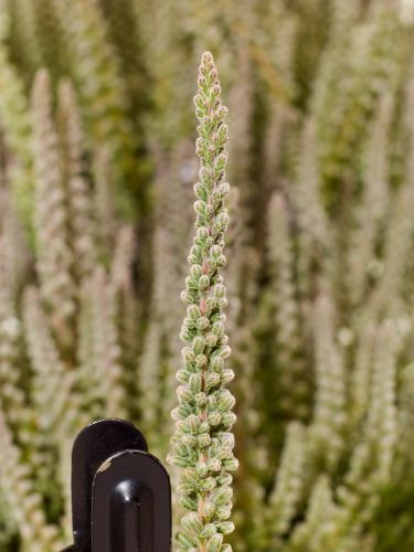 Calluna vulgaris Zilly - Efterårslyng