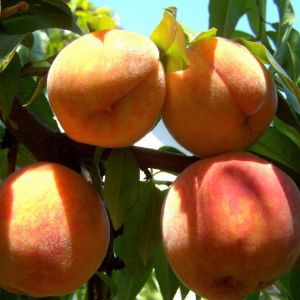 Fersken Red Haven - Prunus persica
