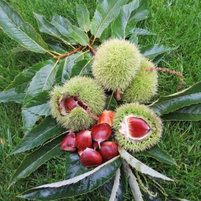 Ægte Kastanie 'Lyon' - Castanea sativa