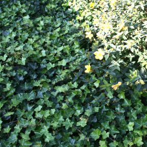 Vedbend - Hedera hibernica 'Hestor'