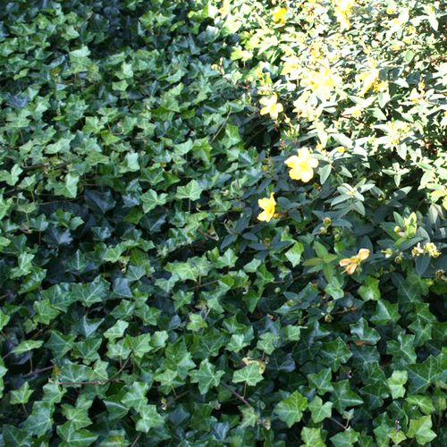 Vedbend - Hedera hibernica 'Hestor'