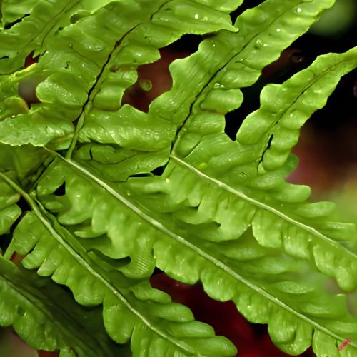 Polypodium vulgare - Alm. engelsød