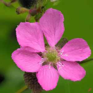 Rubus x stellarcticus Beata - Allåkerbær