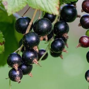 Solbær - Ribes nigrum 'Øjebyn'