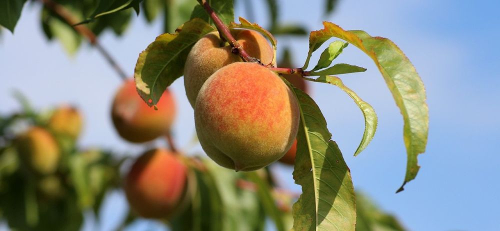 Sydfrugter FAQ - gode råd til fersken, nektarin, abrikos og mandel