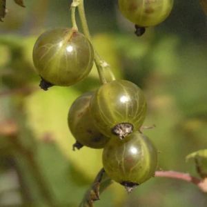 Ribes nigrum 'Vertii' - Grøn Solbar