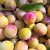 Mirabel 'First' - Prunus cerasifera