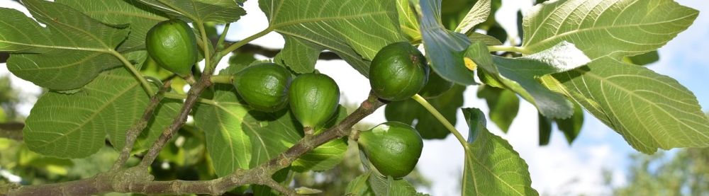 God figenhøst