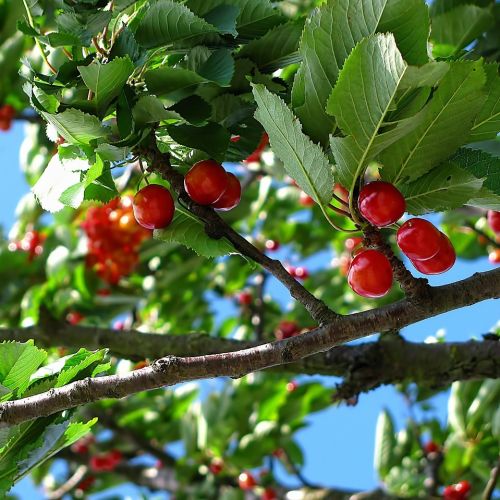 Gårdebo - Kirsebærtræ
