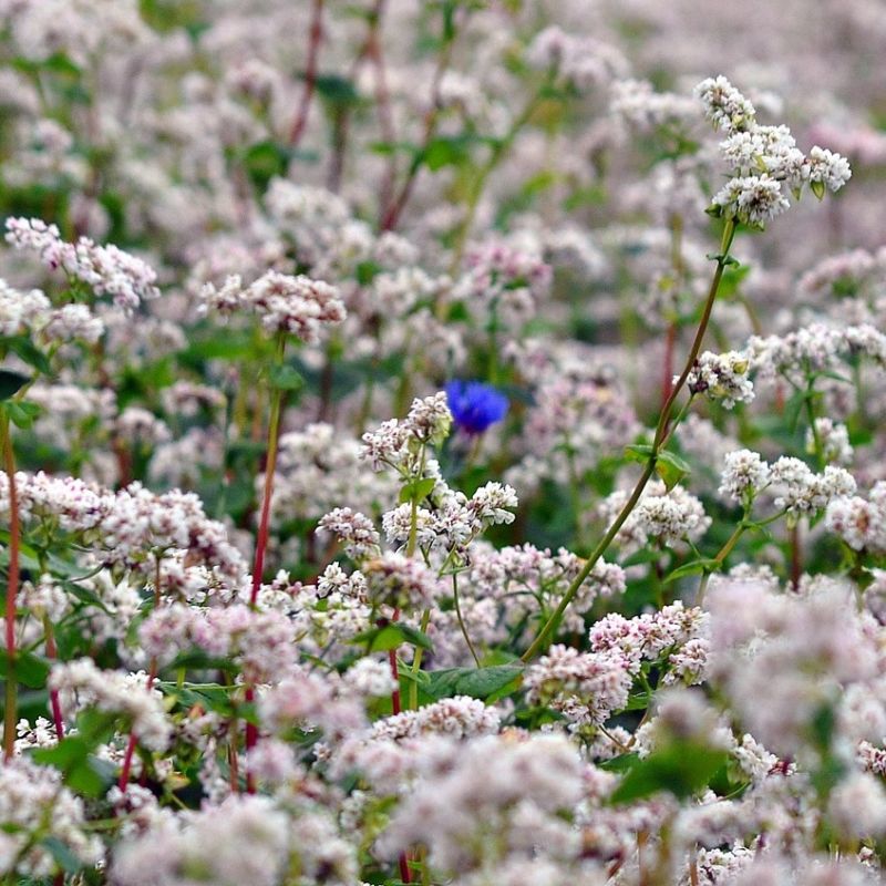 Boghvede frø til 30m2