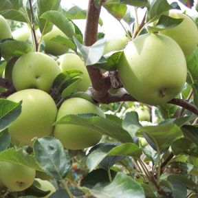 Mutsu - Espalier Æbletræ