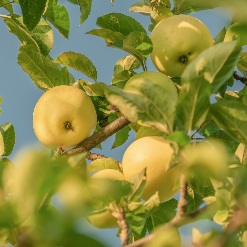 Se Dværgtræ Æble ´Oranie´ 5-8 grene hos PlanteCenterFyn.dk