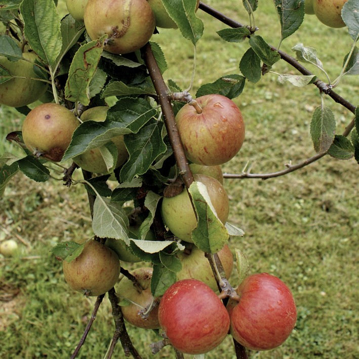 Rød Cox Orange - Æbletræ 3-4 grene
