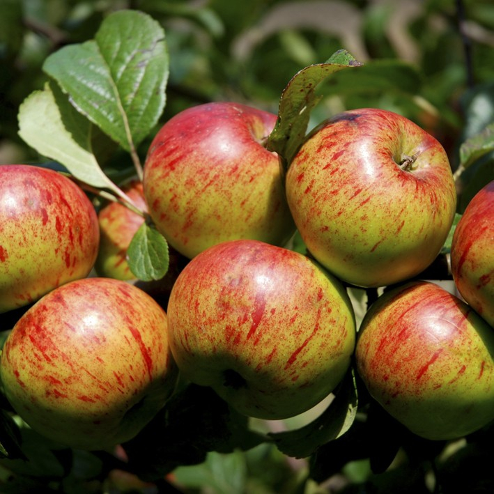 Topaz - Æbletræ 3-4 grene