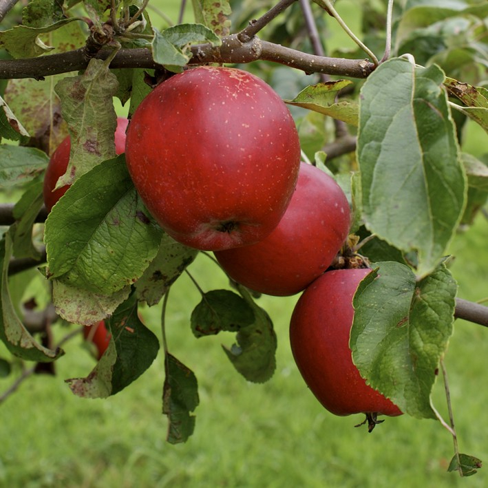 Skovfoged - Æbletræ 3-4 grene