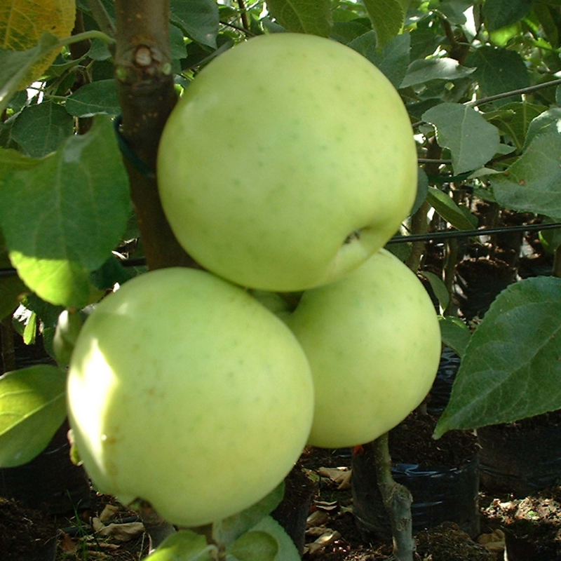Transparante Blanche - Æbletræ på vildstamme 5-8 grene