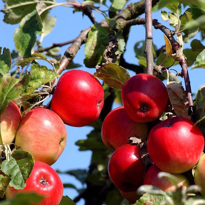 Ritt Bjerregaard - Æbletræ på vildstamme 4-8 grene