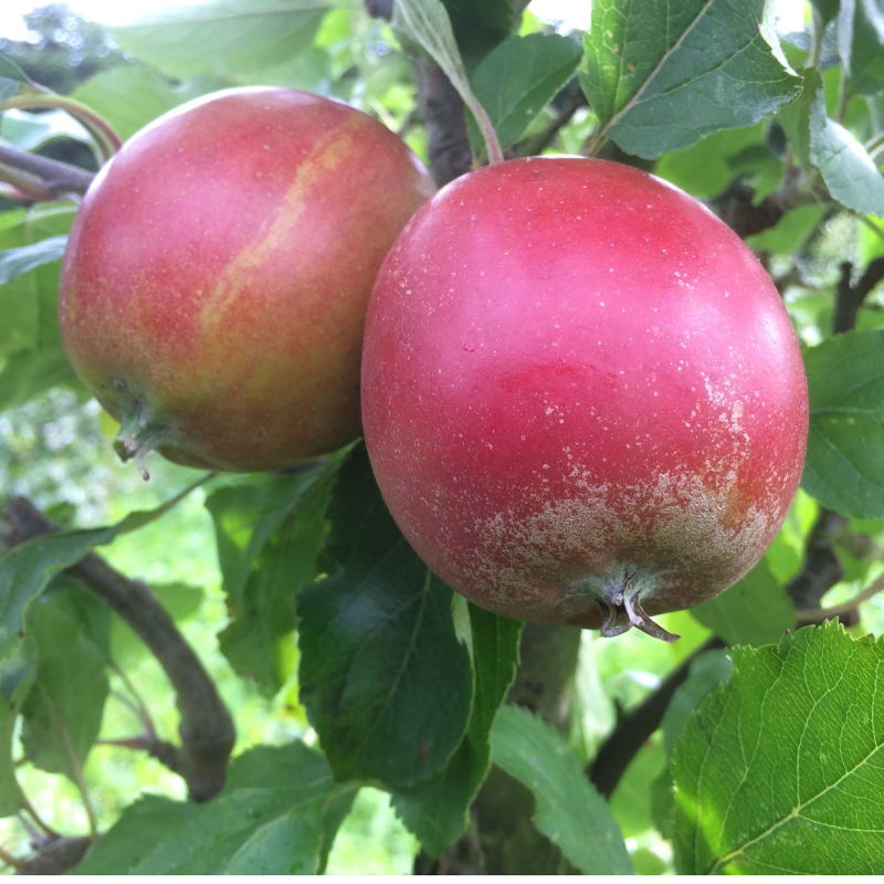 Holsteiner Cox - Æbletræ på vildstamme 3-4 grene