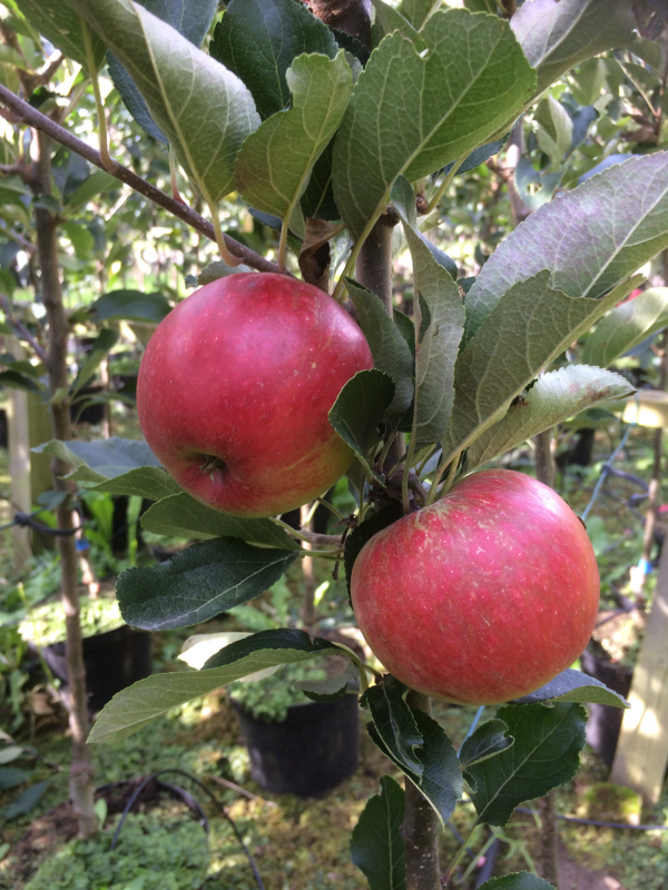 Katja Balsgård - Æbletræ på vildstamme 3-4 grene