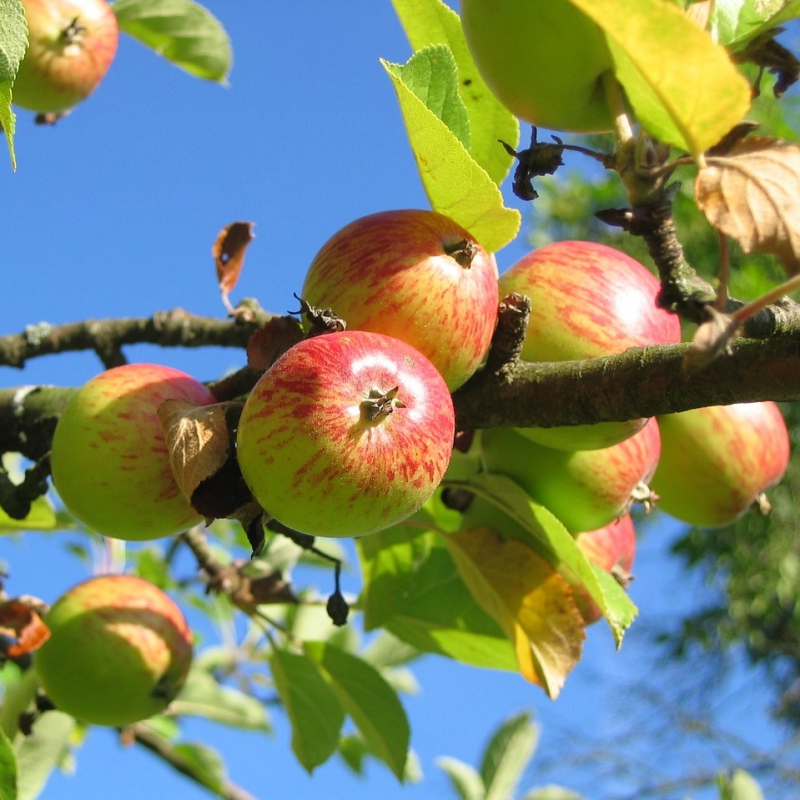 Höstdessert - Æbletræ på vildstamme 5-8 grene