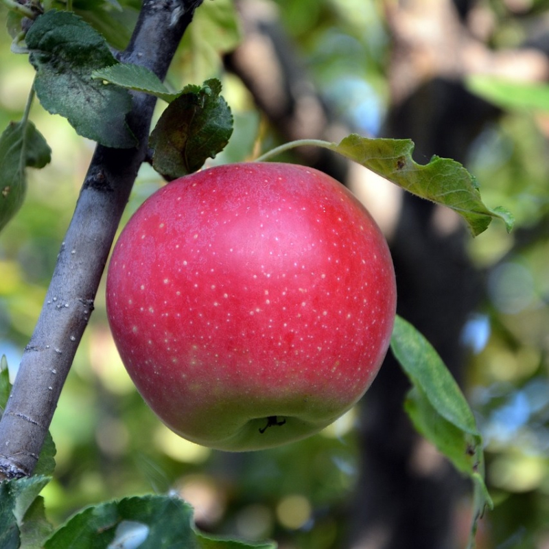 Rød Melba - Æbletræ på vildstamme 5-8 grene