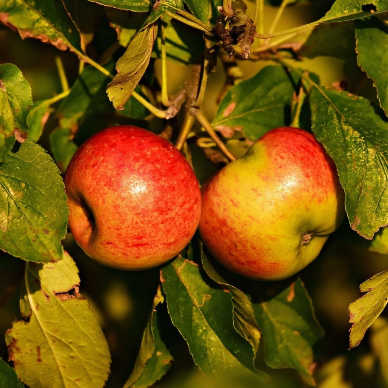 Eva-Lotta - Æbletræ på vildstamme 4-8 grene