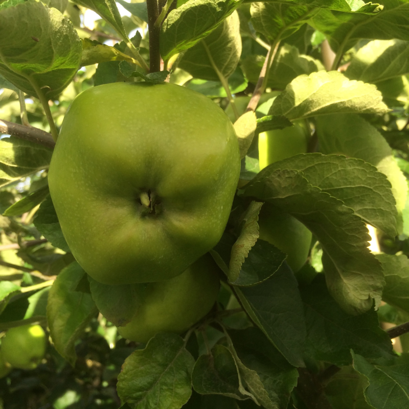 Signe Tillisch - Æbletræ på vildstamme 4-8 grene