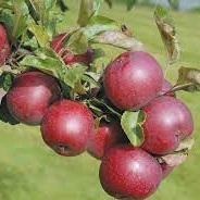 Billede af Rödluvan - Æbletræ på vildstamme 3-4 grene