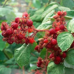 Vinbær - Vinbrombær - Rubus phoenicolasius