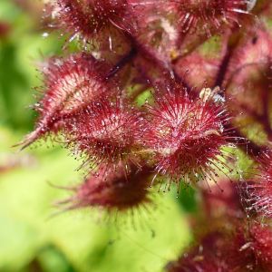 Umodne Vinbær - Vinbrombær - Rubus phoenicolasius