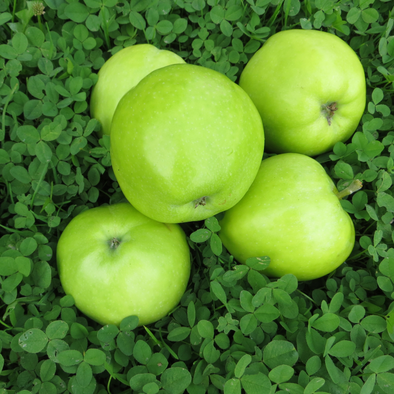 Silva - Æbletræ på vildstamme 3-4 grene