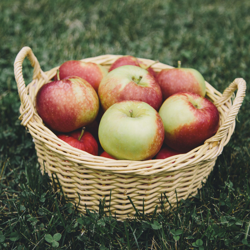 Melonæble - Æbletræ på vildstamme 4-8 grene