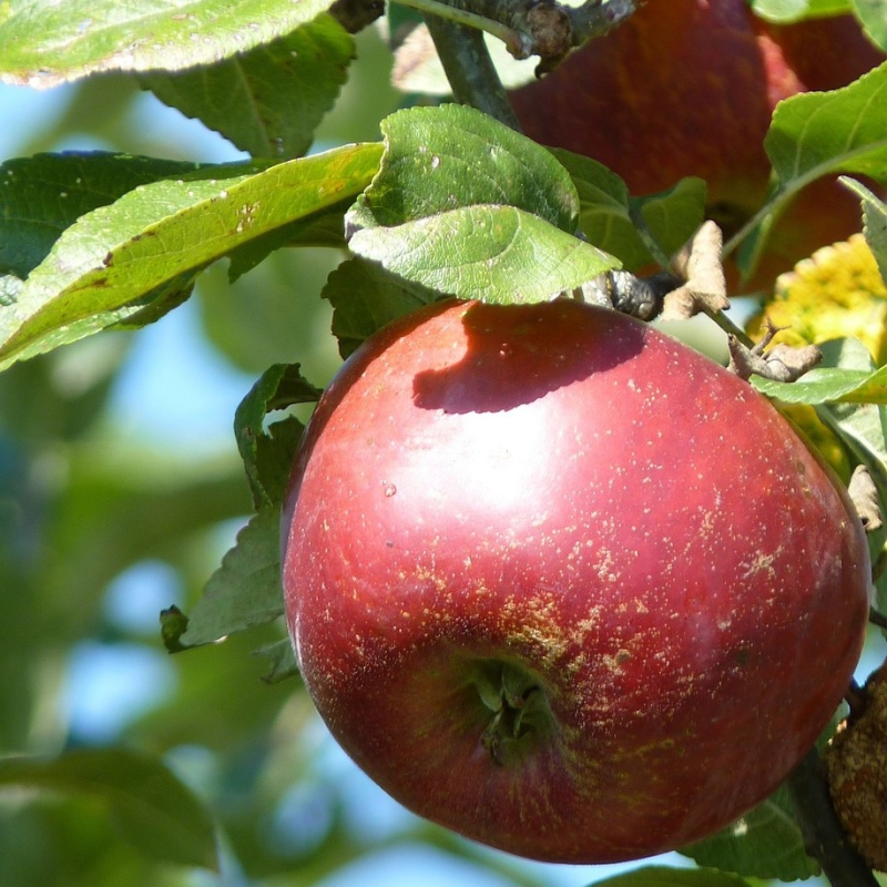 Billede af Dværgtræ Æble ´Mio´ 3-4 grene
