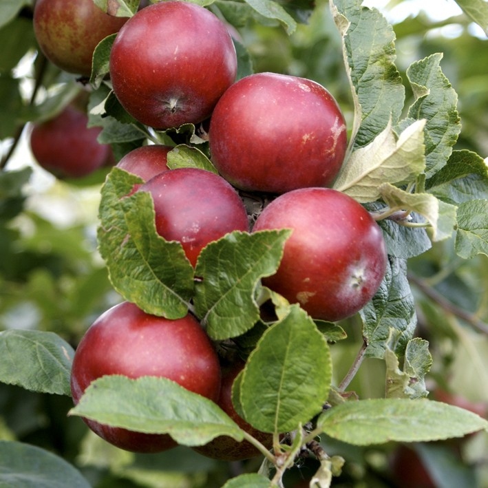 Dværgtræ Æble ´Lobo´ 3-4 grene