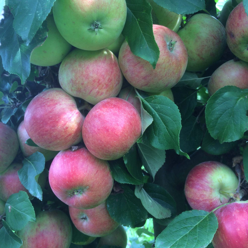 Dværgtræ Æble ´Aroma´ 3-4 grene