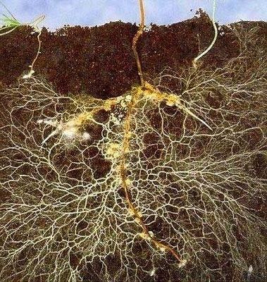 Rødder med mykorrhizasvampe