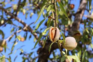 Sød Mandel 'Tuono' - Prunus dulcis