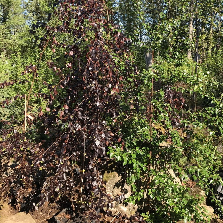 Se Rødbladet fjeldbirk - Betula ´Hekla´ 125-150 cm hos PlanteCenterFyn.dk