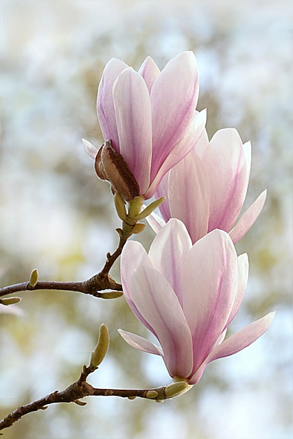 Billede af Magnolia soulangeana 80-100 cm
