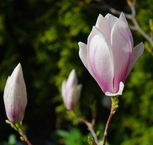 Magnolia x soulangeana