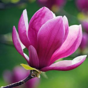 Magnolia 'Susan'