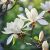 Magnolia x loebneri 'Wildcat'