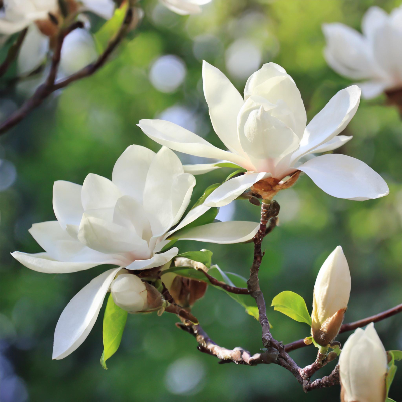 Se Magnolia loebneri ´Wildcat´ 100-125 cm hos PlanteCenterFyn.dk