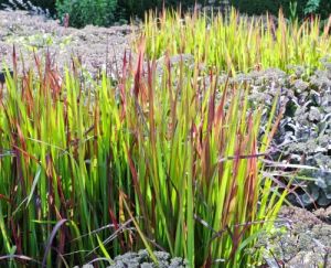 Japansk blodgræs - Imperata cylindrica 'Red Baron'