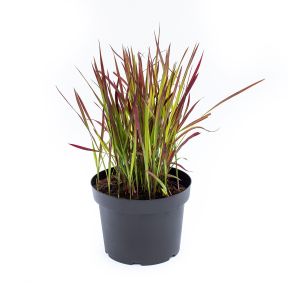 Japansk blodgræs - Imperata cylindrica 'Red Baron' i potte