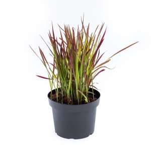 Japansk blodgræs - Imperata cylindrica 'Red Baron' i potte