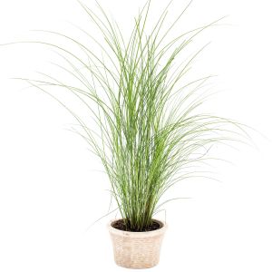 Smalbladet Elefantgræs - Miscanthus sinensis 'Gracillimus'