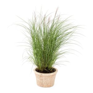 Lav Sølvelefantgræs - Miscanthus sinensis 'Kleine Silberspinne'